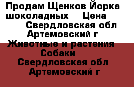 Продам Щенков Йорка (шоколадных) › Цена ­ 12 000 - Свердловская обл., Артемовский г. Животные и растения » Собаки   . Свердловская обл.,Артемовский г.